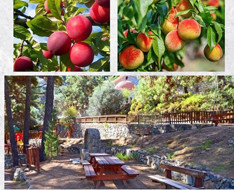 8th Fruit and Deli Meat Festival — Food & Drink