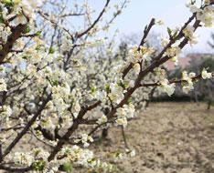 Blooming Almond Tree Festivals — Nature & Flowers
